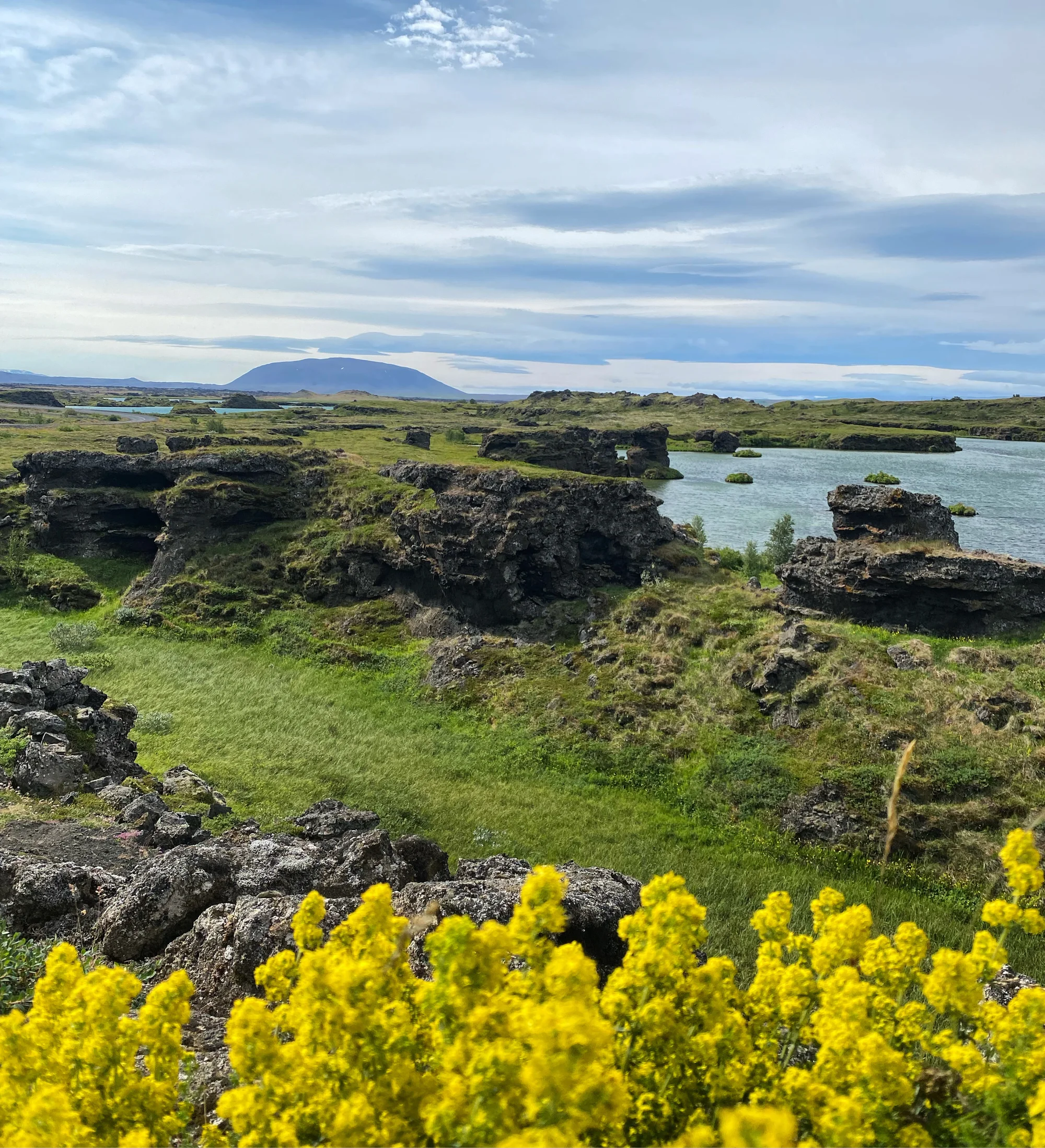 Yellow flowers and dark lava formations beside blue-green water at Lake Mývatn
